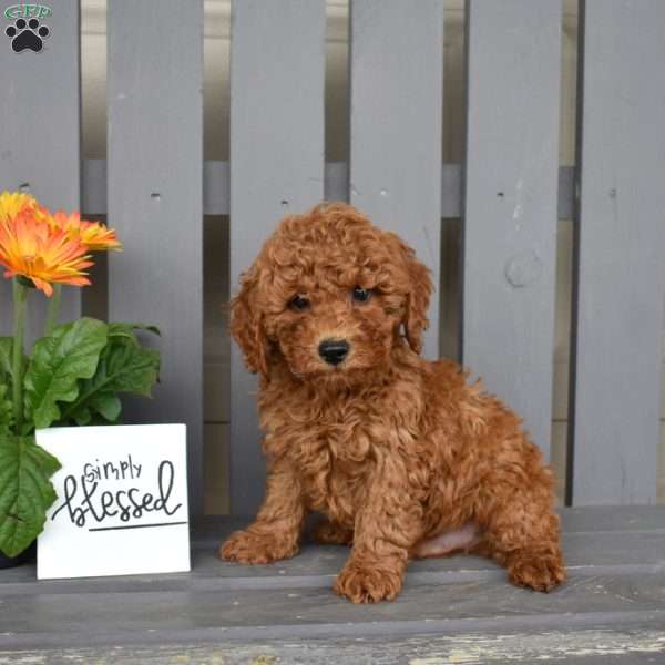 Dodger, Miniature Poodle Puppy