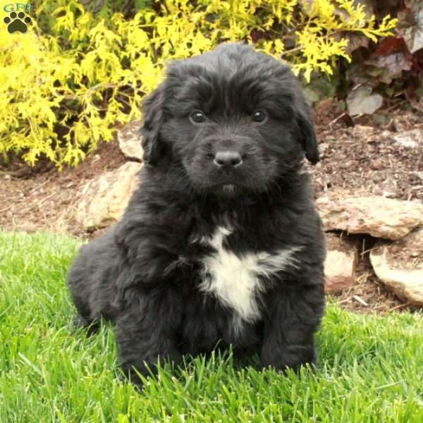 Dodi, Newfoundland Puppy