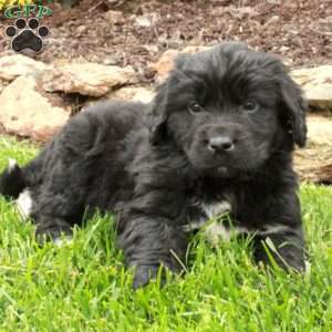 Dodi, Newfoundland Puppy