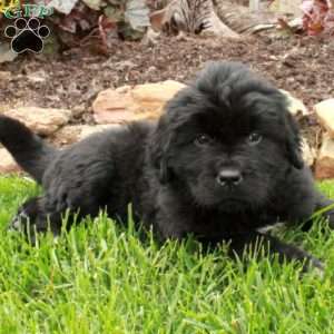 Dodi, Newfoundland Puppy