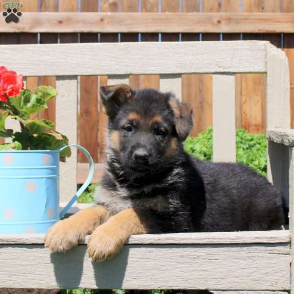 Dolly, German Shepherd Puppy