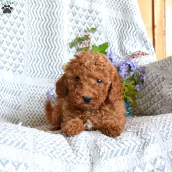 Dolly, Miniature Poodle Puppy