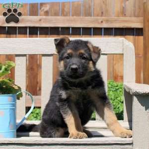 Dolly, German Shepherd Puppy