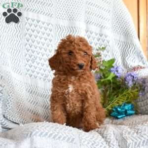 Dolly, Miniature Poodle Puppy