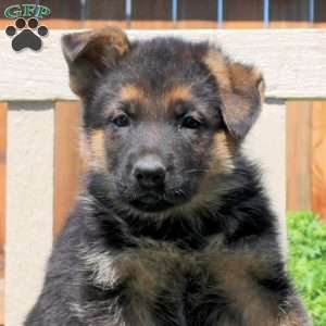 Dolly, German Shepherd Puppy
