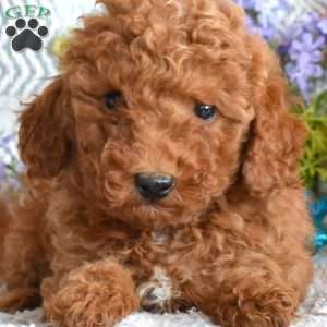 Dolly, Miniature Poodle Puppy