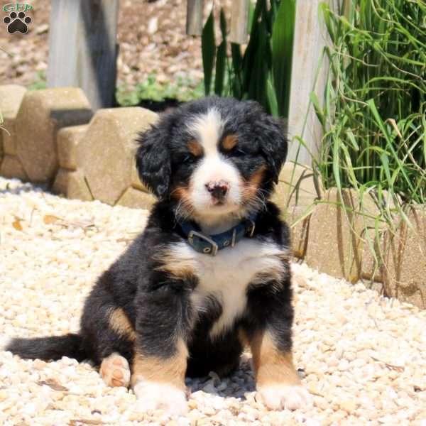 Dominic, Bernese Mountain Dog Puppy