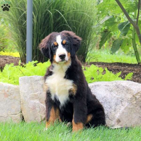 Dominic, Bernese Mountain Dog Puppy