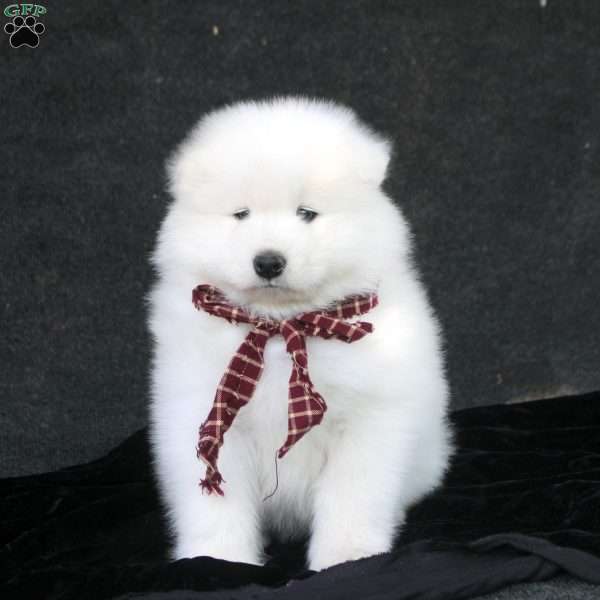 Dominic, Samoyed Puppy