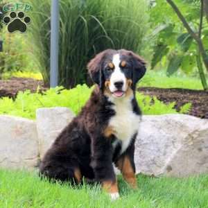Dominic, Bernese Mountain Dog Puppy