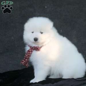 Dominic, Samoyed Puppy