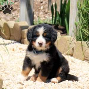 Dominic, Bernese Mountain Dog Puppy