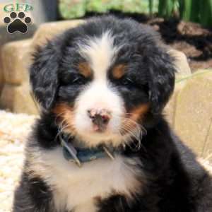 Dominic, Bernese Mountain Dog Puppy