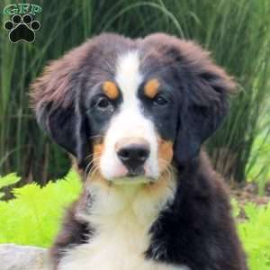 Dominic, Bernese Mountain Dog Puppy