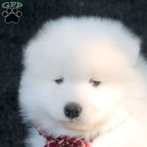 Dominic, Samoyed Puppy