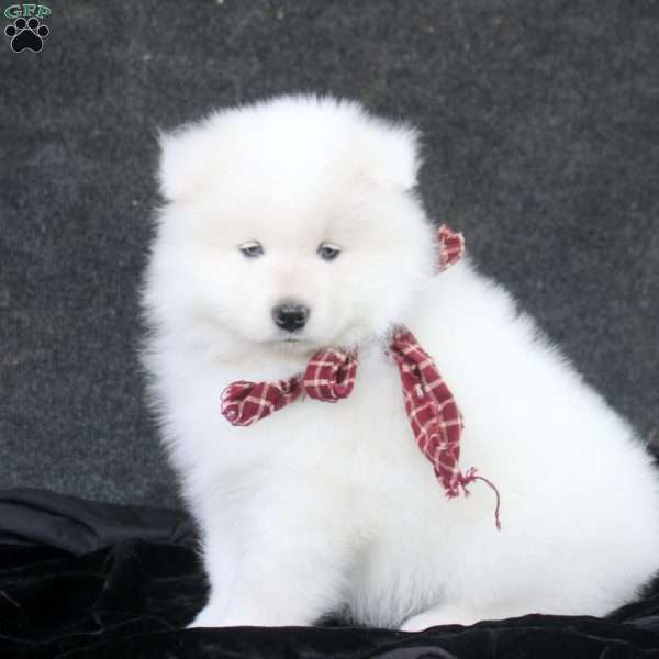 Dorian, Samoyed Puppy