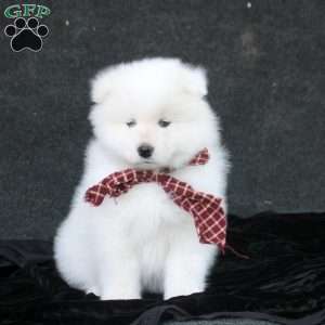 Dorian, Samoyed Puppy