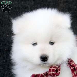Dorian, Samoyed Puppy