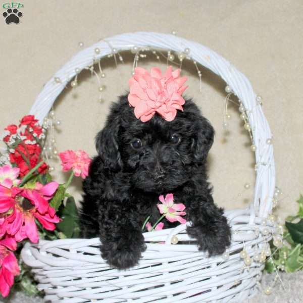 Dot, Yorkie Poo Puppy
