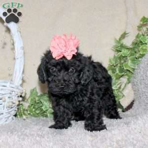 Dot, Yorkie Poo Puppy