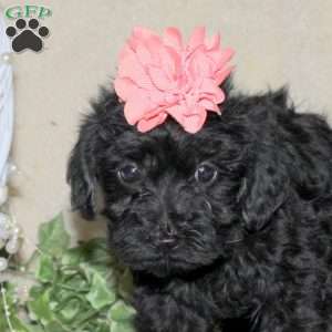 Dot, Yorkie Poo Puppy