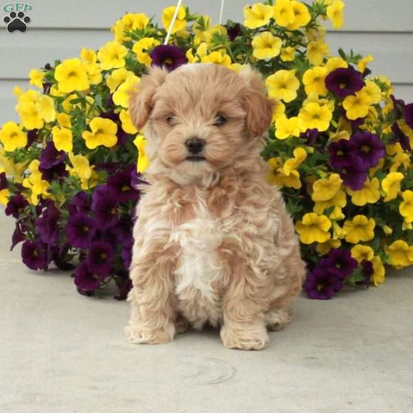 Dottie, Maltipoo Puppy