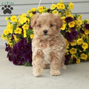 Dottie, Maltipoo Puppy
