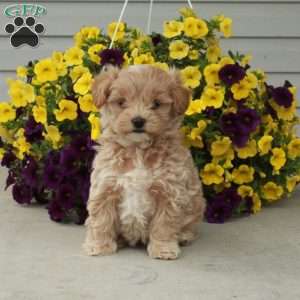 Dottie, Maltipoo Puppy