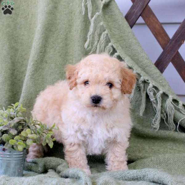 Dover, Bich-Poo Puppy