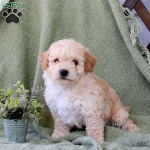 Dover, Bich-Poo Puppy