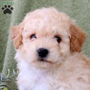 Dover, Bich-Poo Puppy