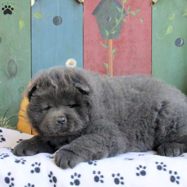 Drake, Chow Chow Puppy
