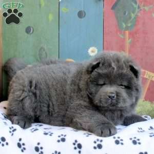 Drake, Chow Chow Puppy