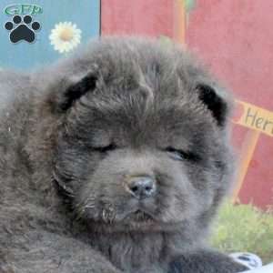 Drake, Chow Chow Puppy