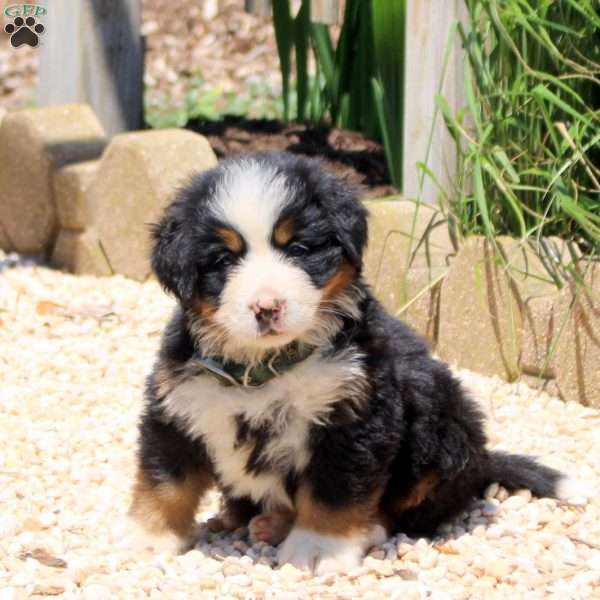 Duke, Bernese Mountain Dog Puppy