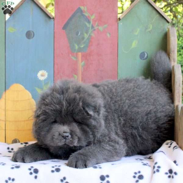 Duke, Chow Chow Puppy