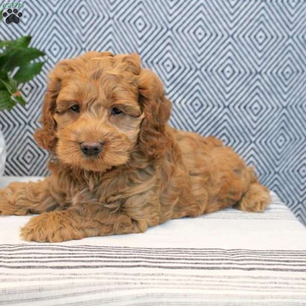 Duke, Cockapoo Puppy