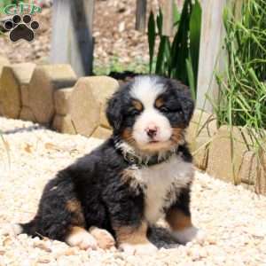 Duke, Bernese Mountain Dog Puppy