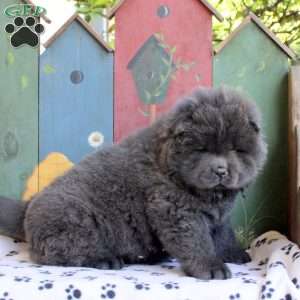 Duke, Chow Chow Puppy
