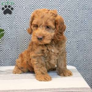 Duke, Cockapoo Puppy