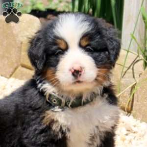 Duke, Bernese Mountain Dog Puppy
