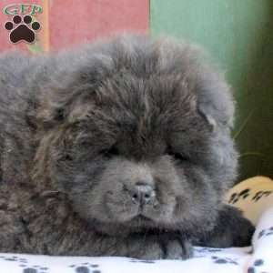 Duke, Chow Chow Puppy
