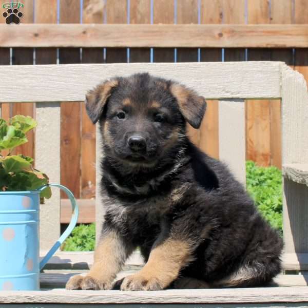 Duncan, German Shepherd Puppy