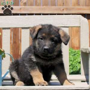 Duncan, German Shepherd Puppy