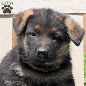 Duncan, German Shepherd Puppy