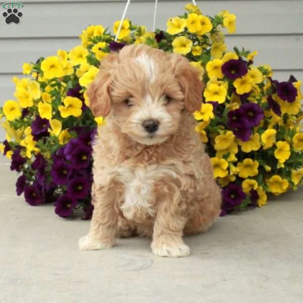 Dusty, Maltipoo Puppy