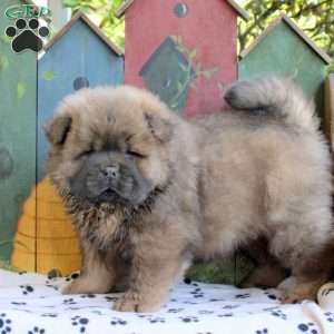Levi Esh - Greenfield Puppies