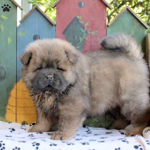 Dusty, Chow Chow Puppy