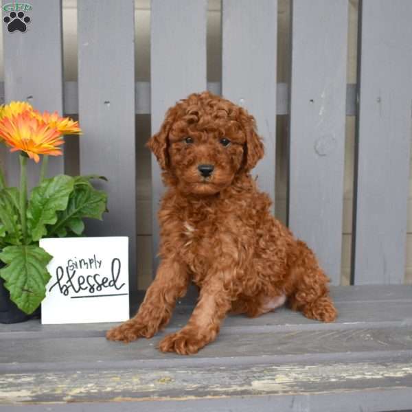 Dusty, Miniature Poodle Puppy