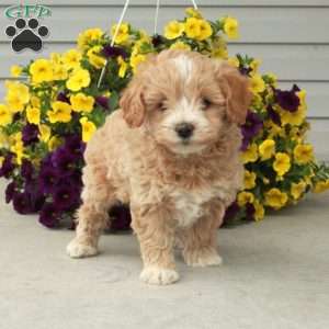 Dusty, Maltipoo Puppy